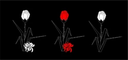grafika